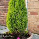 St Teresa's Catholic Club