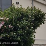 The Holy Family Catholic Church